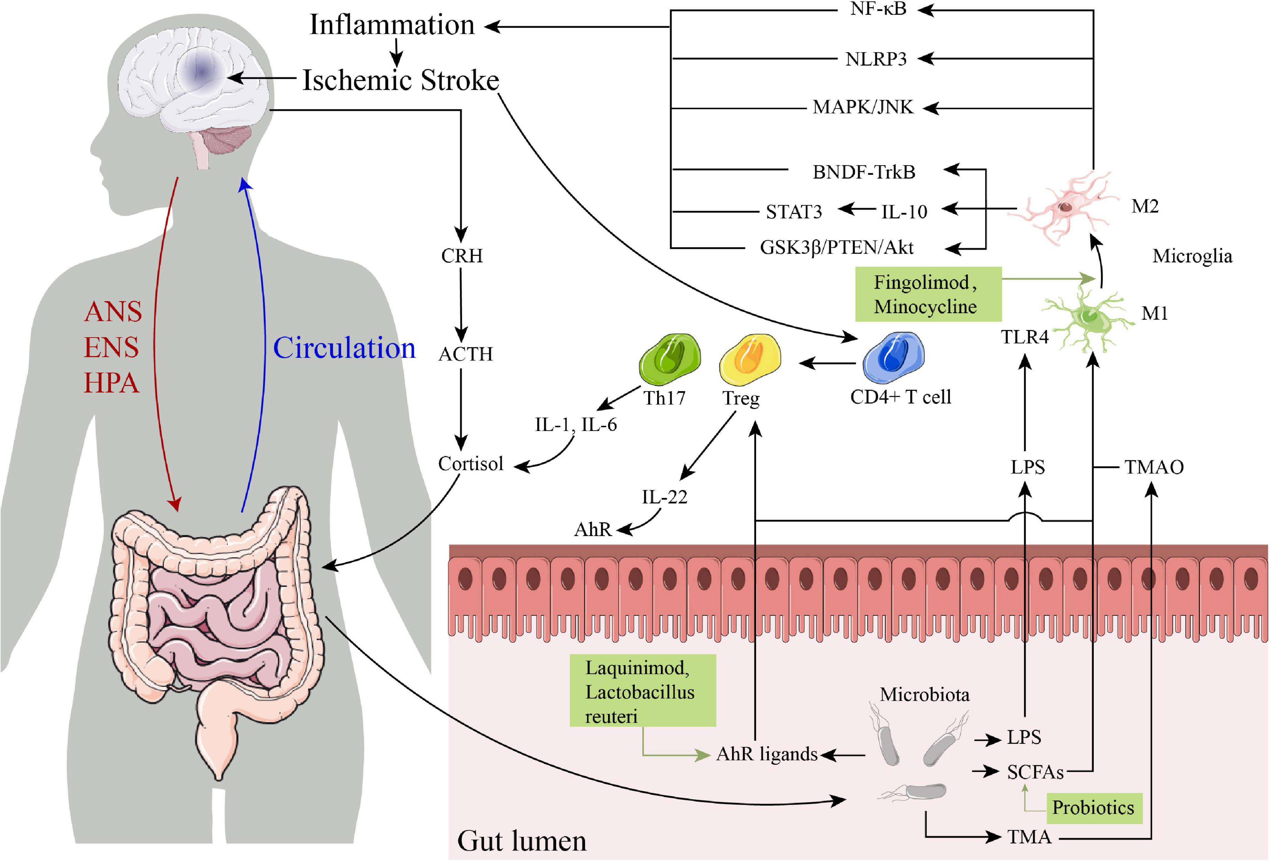 Gut-brain axis: Mechanisms and potential therapeutic strategies for ischemic stroke through immune functions